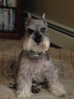Shobi,a 'Salt & Pepper'-
coloured Male  Mini-Schnauzer