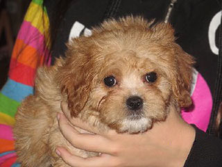 An Apricot-coloured
Male  Cavapoo