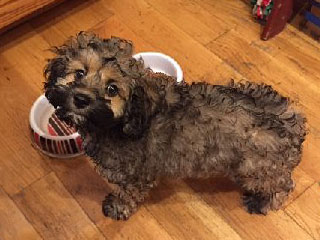 Mr. Djinn-djinn Radcliffe, an
Ever-Changing Sable-coloured Male Cockapoo
        at 3 Months of Age.