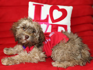 Ms. Coco Schnabel, an
Ever-Changing Sable-coloured Female Cockapoo
        at 5 Months of Age.
