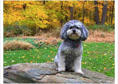 Photo of Casey Green
at Age (appx.) 13 yrs.
