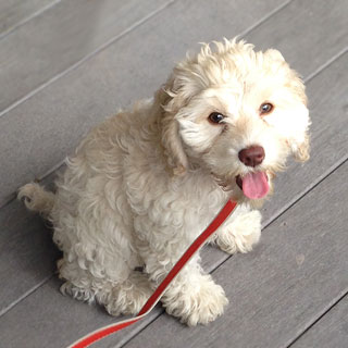      Ms. Rosie Merk, a
Buff-coloured Female Cockapoo
           at 14 Weeks of Age.