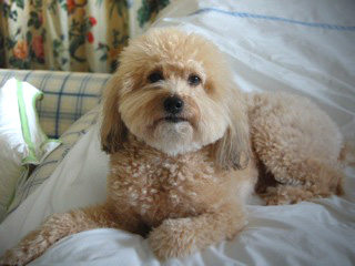 Baxter