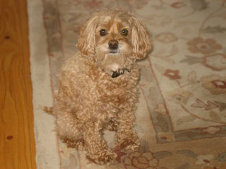Tipper... our Apricot-coloured
Female Cockapoo at 11 years old!