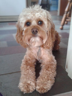 Gretchen!!.. an
Apricot-coloured
Female Cockapoo
