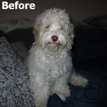    Yogi A. . . .
before haircut