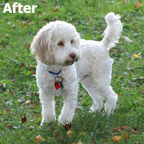   Yogi A. . . .
after haircut