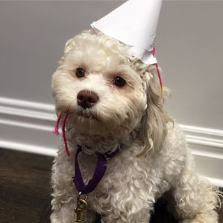          Ms. Lola Carneal, a
Buff-coloured Female Cockapoo
           at 1 Year of Age.
