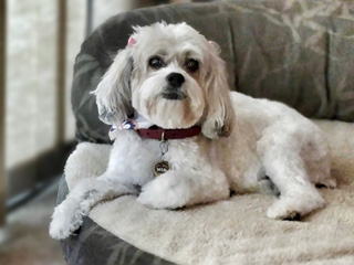          Ms. Mia Buten, a
Sable & White Parti-coloured Female Cockapoo
           at 15 Years of Age.