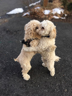 Peetie B. (LEFT)... our
Buff-coloured Male Cockapoo
      at 3 years old
with his new "twin-bro' "-buddy!