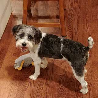         Miss Molly G. ... our
Chocolate & White Parti-coloured
Female Schnoodle at 16 mos.