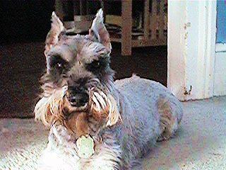 Rudy, A Salt & Pepper Miniature Schnauzer